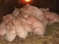 ОТЕЧНАЯ БОЛЕЗНЬ ПОРОСЯТ: ПУТИ ЕЕ ЛЕЧЕНИЯ И ПРОФИЛАКТИКИ