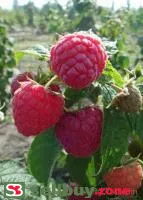 Саженцы малины Геракл